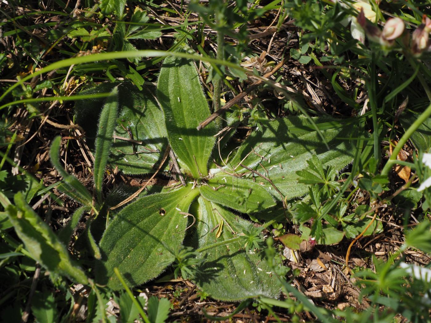 Plantain, Hoary leaf